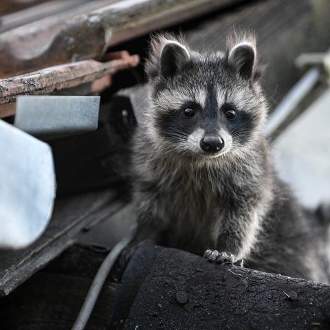 Ein junger Waschbär schaut von einem Dach herunter.