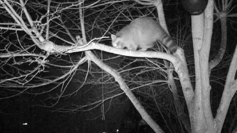 Ein Waschbär klaut in Niedenstein Vogelfutter.