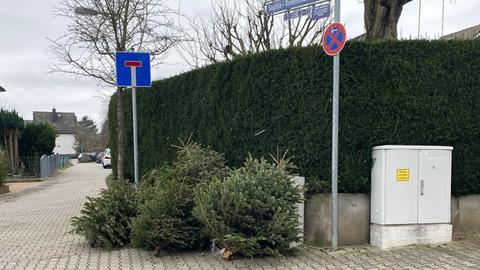 Alte Weihnachtsbäume an der Straße