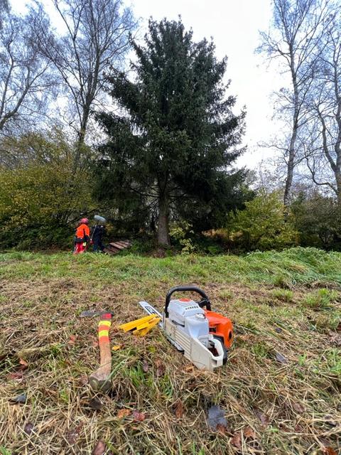 Tadaaa, das ist der Baum für den Frankfurter Weihnachtsmarkt 2023.