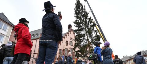 Weihnbachtsbaum "Gretel" auf dem Frankfurter Römer aufgestellt
