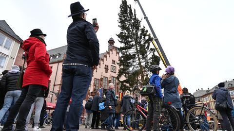Weihnbachtsbaum "Gretel" auf dem Frankfurter Römer aufgestellt