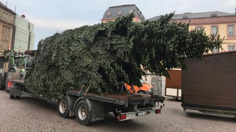 Der Baum liegt auf einem Hänger.