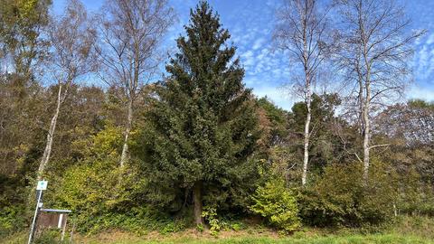 Blick auf ein Waldrandgebiet. In der Mitte eine grüne Tanne umgeben von Birken.