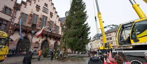 Weihnachtsbaum wird auf dem Römer in Frankfurt mit einem Kran aufgestellt