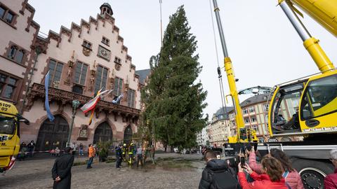 Weihnachtsbaum wird auf dem Römer in Frankfurt mit einem Kran aufgestellt