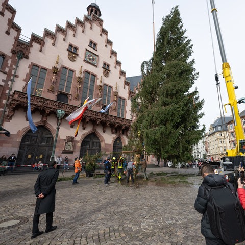 Weihnachtsbaum wird auf dem Römer in Frankfurt mit einem Kran aufgestellt