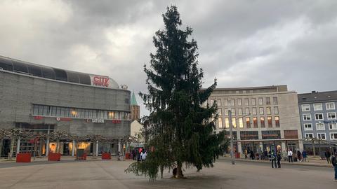 Der Baum in Kassel
