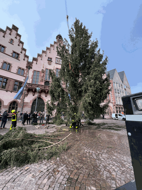 Weihnachtsbaum steht auf dem Frankfurter Römerberg und wird von Feuerwehrmännern gerichtet, vor ihm liegen einige abgebrochene Äste.