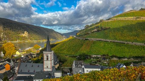 Weinberg in der Sonne