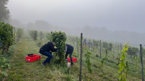 Zwei Erntehelfer schneiden Trauben von den Weinstöcken. Am Boden stehen rote Plastikkörbe für die Trauben. Im Hintergrund ist der Weinberg zu sehen.