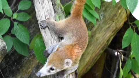 Weißrüssel-Nasenbär-Jungtier klettert auf einem Ast.