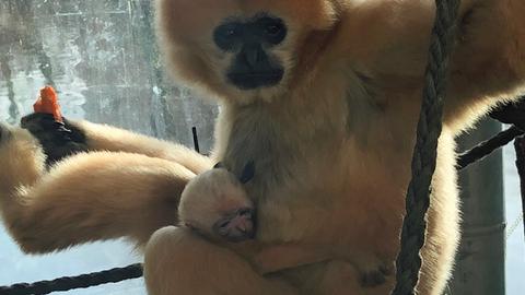 Gibbon-Jungtier im Zoo Frankfurt