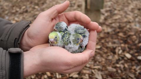 Frisch geschlüpfte Wellensittiche im Tierpark Sababurg