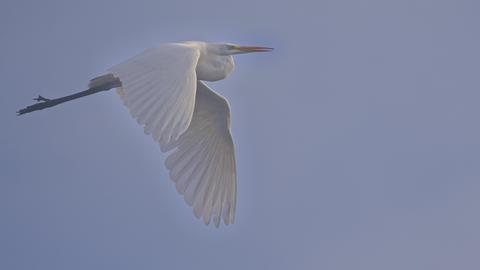 Ein Silberreiher fliegt über den Perfstausee bei Biedenkopf-Breidenstein. 