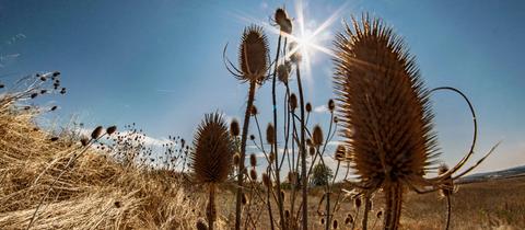 Die Sonne brennt vom Himmel auf die trockenen Felder und auf Disteln am Rande der hessischen Rhön. 