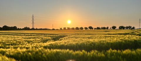 Getreide im Sonnenuntergang vor Stromleitung