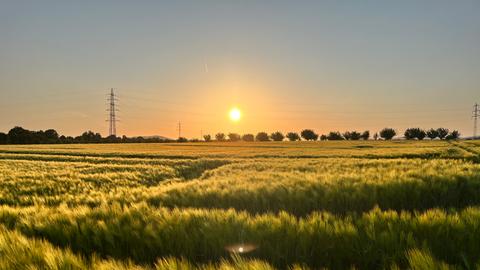 Getreide im Sonnenuntergang vor Stromleitung
