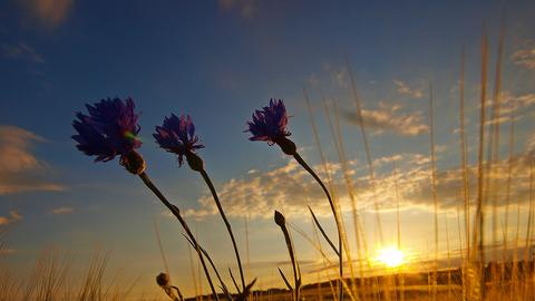 Ein Feld in der Abendsonne mit Kornblumen