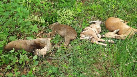 Tote Tiere liegen auf einer Wiese.