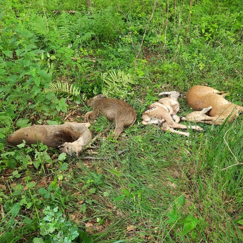 Tote Tiere liegen auf einer Wiese.