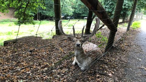 Wild hinter einem Zaun 