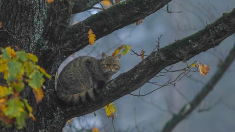 Wildkatze hockt auf einem Baum.