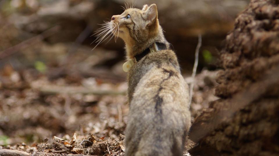 Eine der zwei ausgesetzten Wildkatzen - mit einem Senderhalsband. 