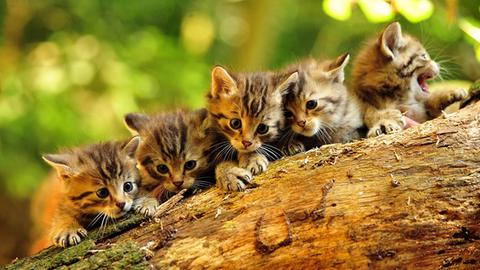 Fünf Wildkatzenbabys sitzen in einer Reihe auf einem Ast.