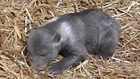 Das Bild zeigt ein Bären-Junges. Es hat ein gräulich-braunes Fell und liegt bäuchlings auf dem Boden, der mit Stroh ausgekleidet ist.