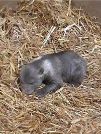 Das Bild zeigt ein Bären-Junges. Es hat ein gräulich-braunes Fell und liegt bäuchlings auf dem Boden, der mit Stroh ausgekleidet ist.