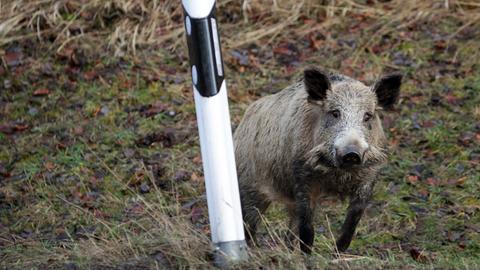 Wildschwein am Straßenrand