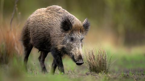 Wildschwein