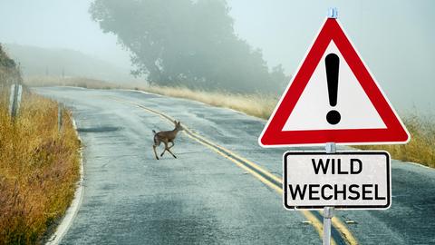 Eine asphaltierte Landstraße führt durch eine neblige Landschaft. Auf der Straße ist ein Reh zu sehen, das von links nach rechts läuft. Rechts im Vordergrund steht ein Verkehrsschild mit einem roten Dreieck und einem schwarzen Ausrufezeichen darauf. Darunter befindet sich ein weiteres Schild mit der Aufschrift "WILD WECHSEL".