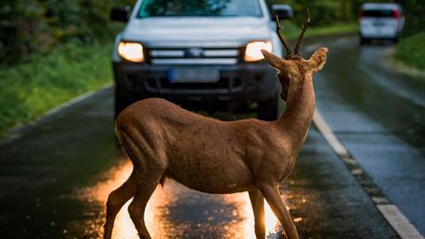 Rehbock in der Dämmerung vor einem Auto