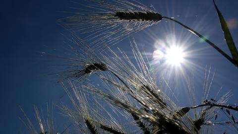 Die Sonne scheint hinter einem Feld, auf dem Gerste-Ähren stehen