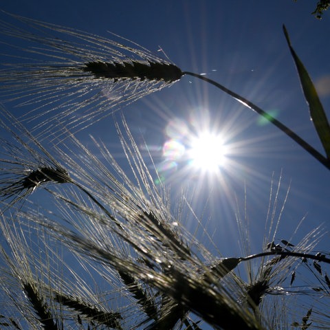 Die Sonne scheint hinter einem Feld, auf dem Gerste-Ähren stehen