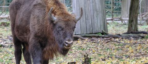 Wisent-Bulle Fadi in der Alten Fasanerie in Hanau.