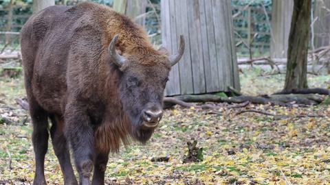 Wisent-Bulle Fadi in der Alten Fasanerie in Hanau.