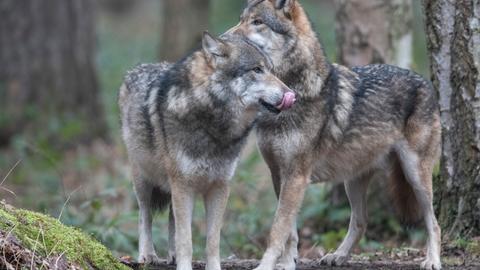 Zwei Wölfe im Wildpark Alte Fasanerie Klein-Auheim