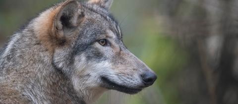 Symbolfoto: Ein Wolf streift durch den Wald. 