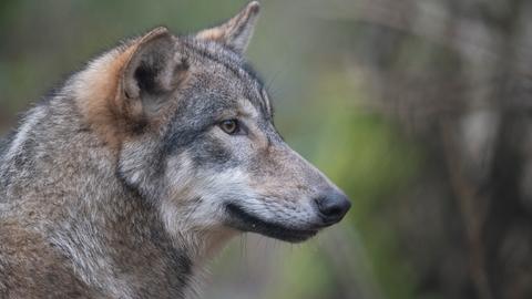 Symbolfoto: Ein Wolf streift durch den Wald. 