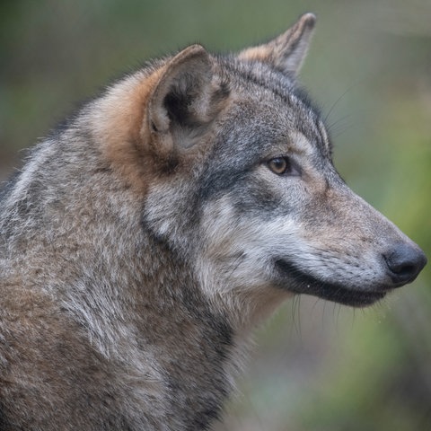Symbolfoto: Ein Wolf streift durch den Wald. 