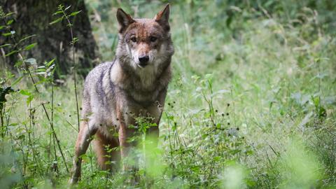 Wolf in einem Tierpark