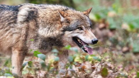 Ein Wolf im Tierpark Alte Fasanerie in Hanau.