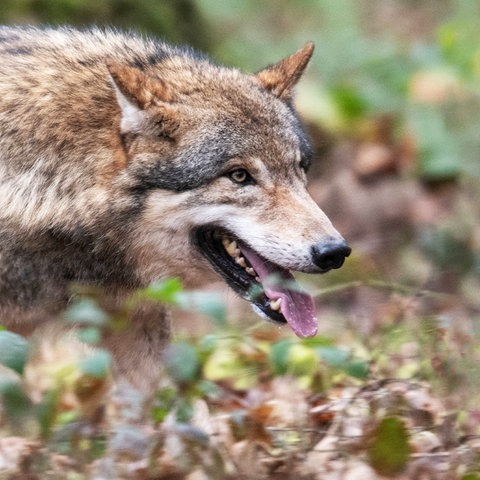 Nahaufnahmen eines Wolfes im Gehölz.