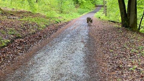 Wolf auf Waldweg in Kassel