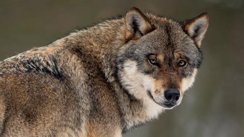 Der Kopf eines Wolfes