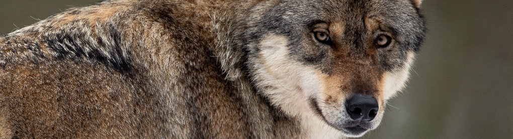 Der Kopf eines Wolfes