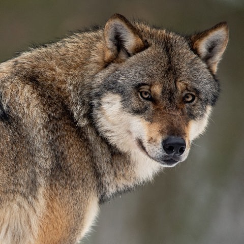 Der Kopf eines Wolfes mit Wahllogo